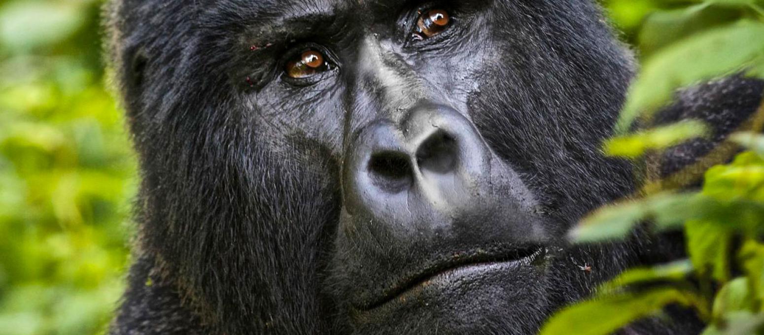 Gorilla Tracking in The National Parks